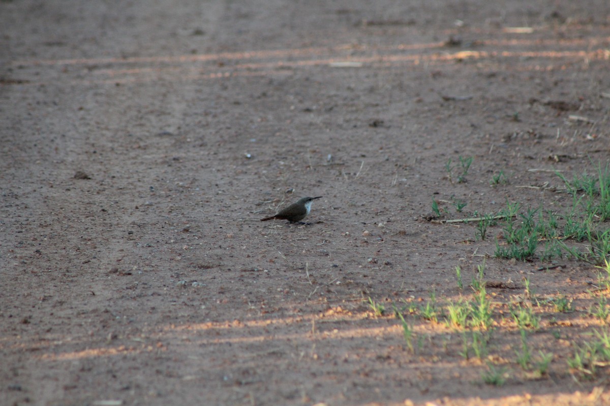 Canyon Wren - ML621349449