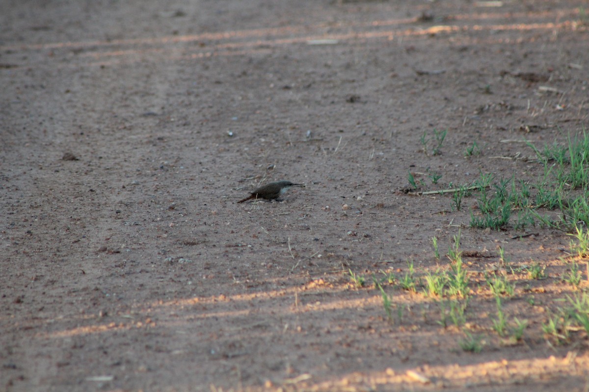 Canyon Wren - ML621349450