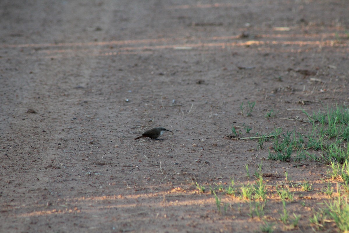 Canyon Wren - ML621349451