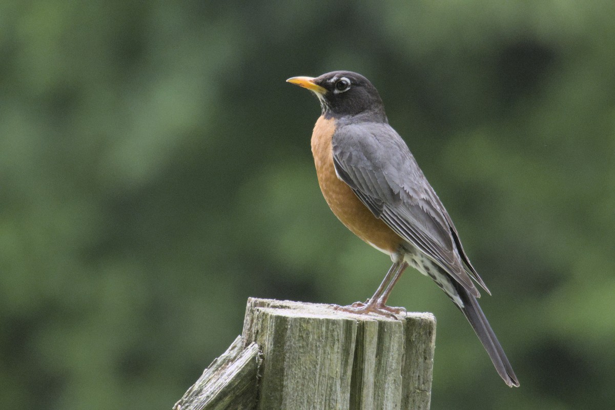 American Robin - ML621349499