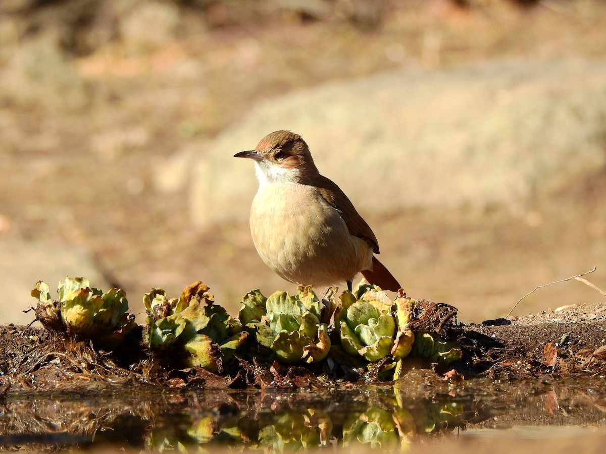 Rufous Hornero - ML621349716