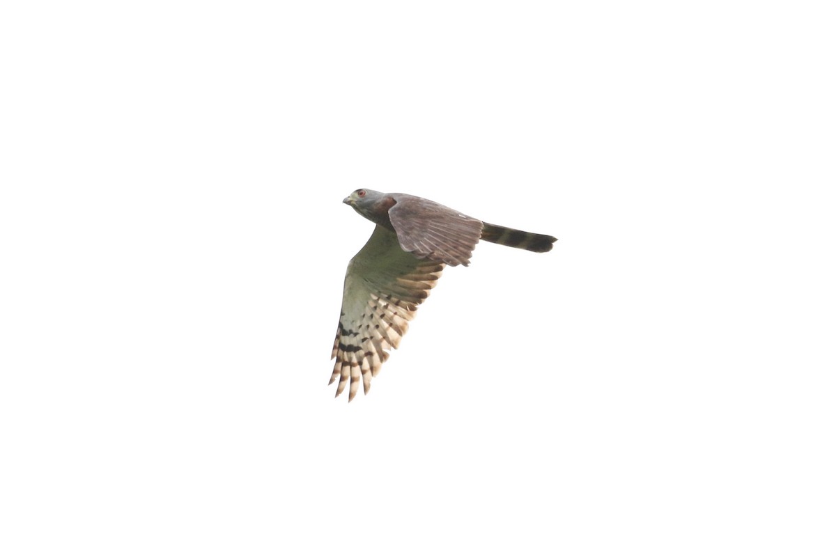 Double-toothed Kite - ML621349756