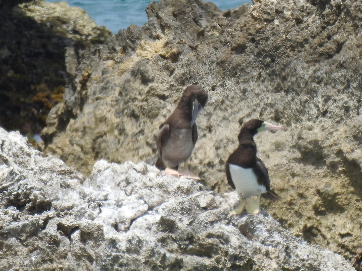 Brown Booby - ML621349848