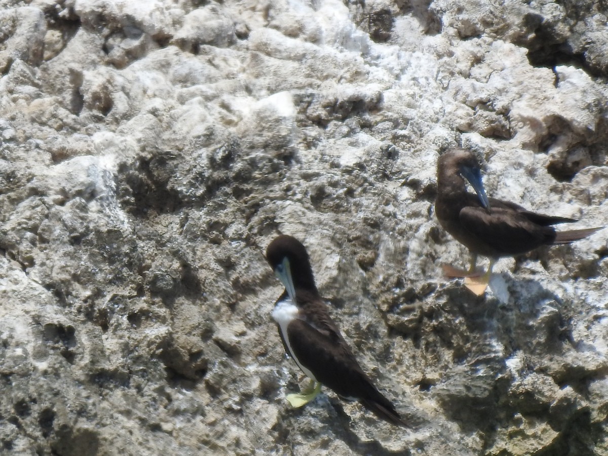 Brown Booby - ML621349850