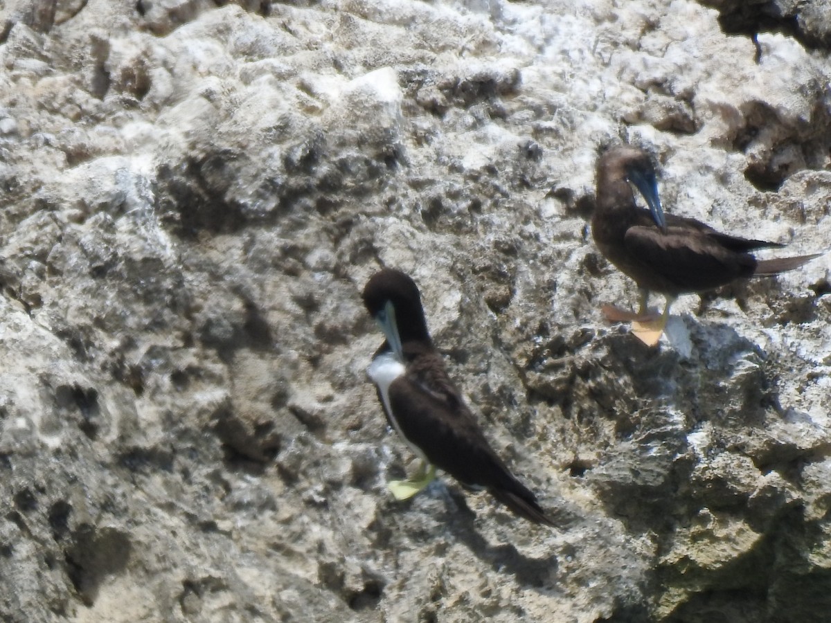 Brown Booby - ML621349851
