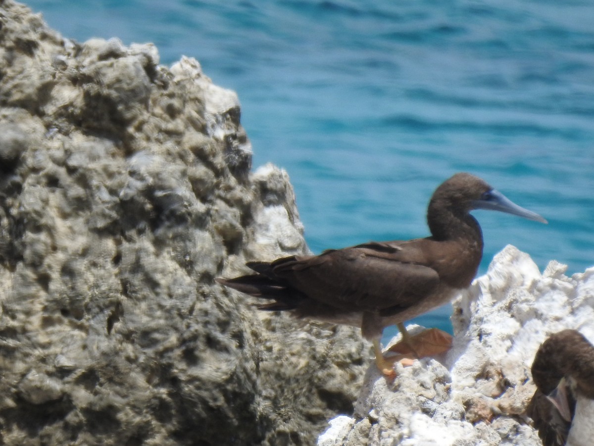 Brown Booby - ML621349962