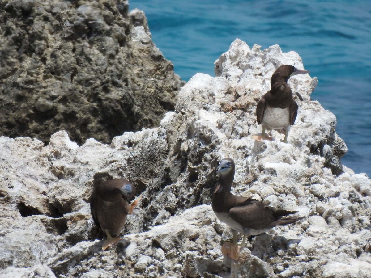 Brown Booby - ML621349963