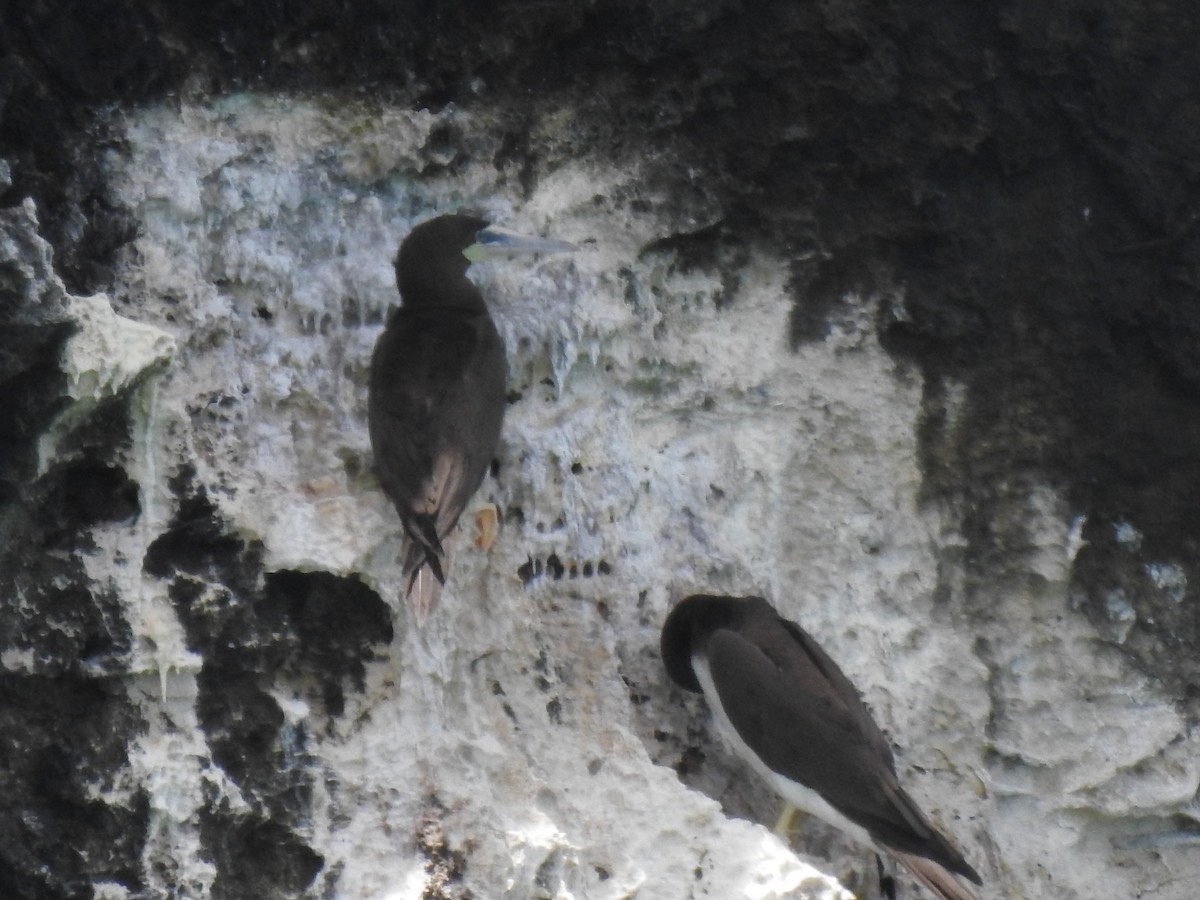 Brown Booby - ML621349968