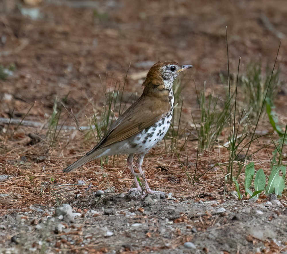 flekkskogtrost - ML621350004