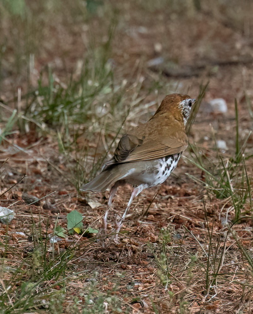 flekkskogtrost - ML621350005