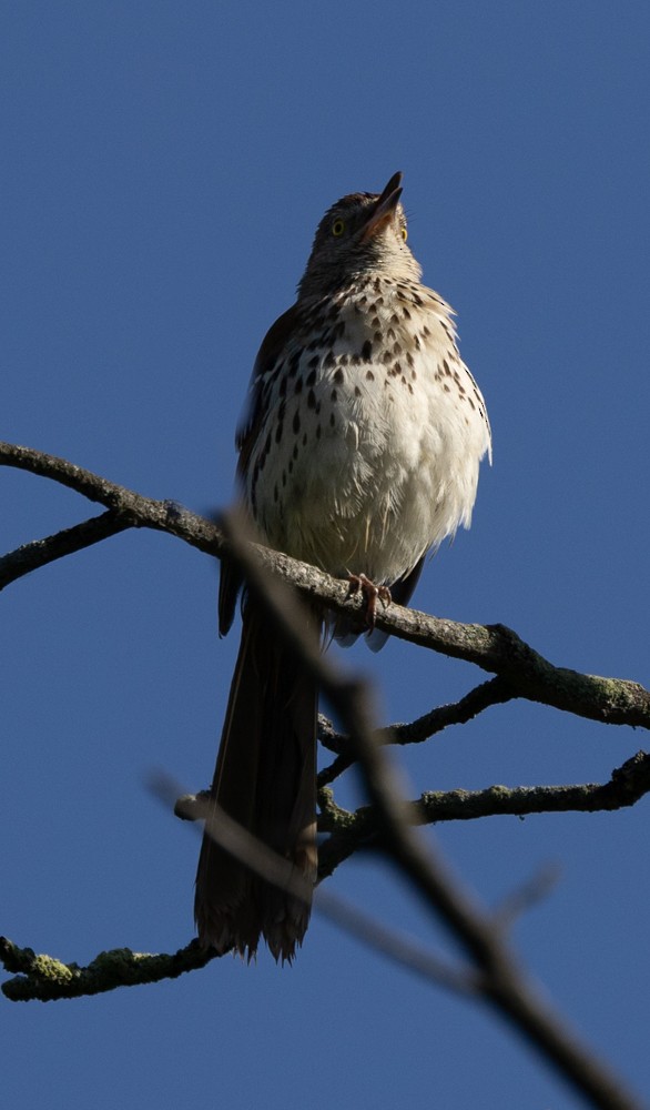 Brown Thrasher - ML621350019