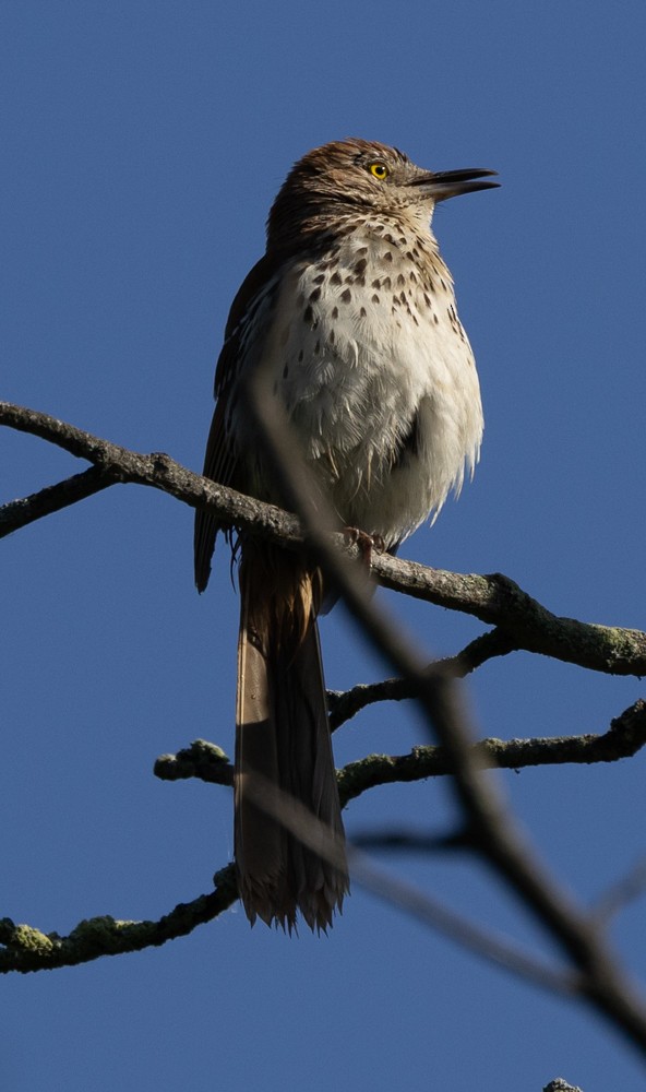 Brown Thrasher - ML621350020