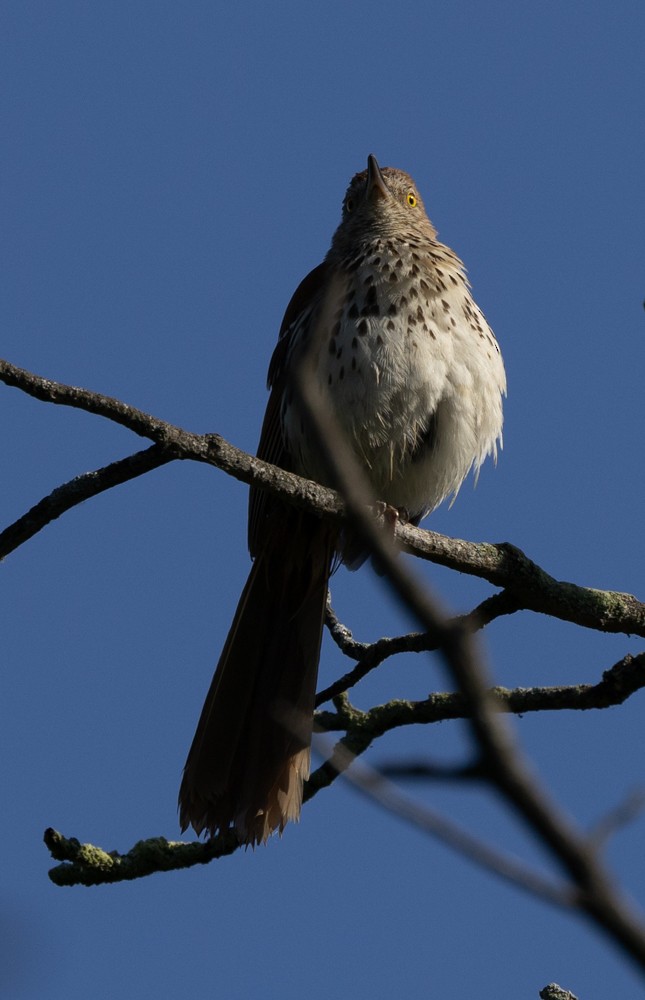 Brown Thrasher - ML621350021