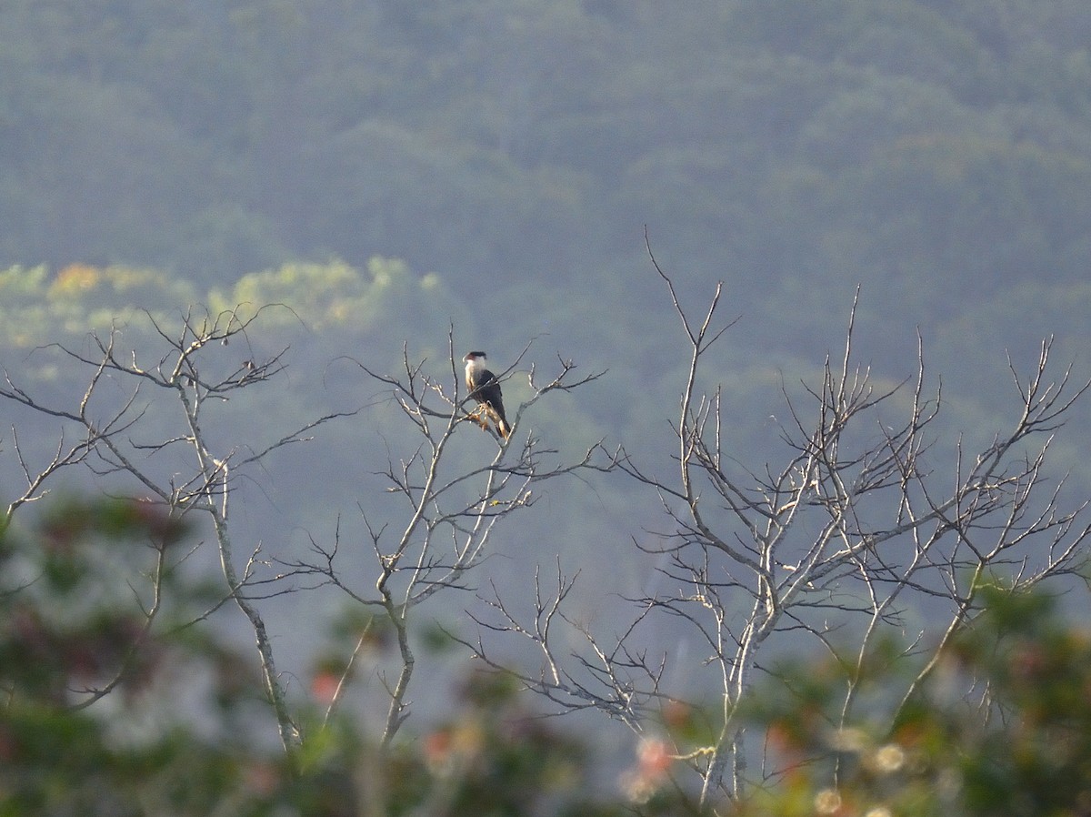 Caracara huppé (cheriway) - ML621350117