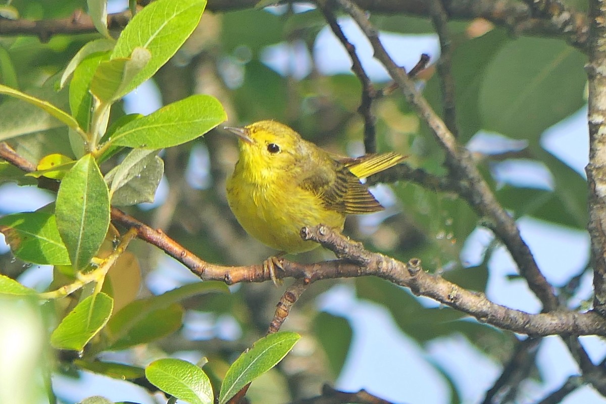 Yellow Warbler - ML621350223