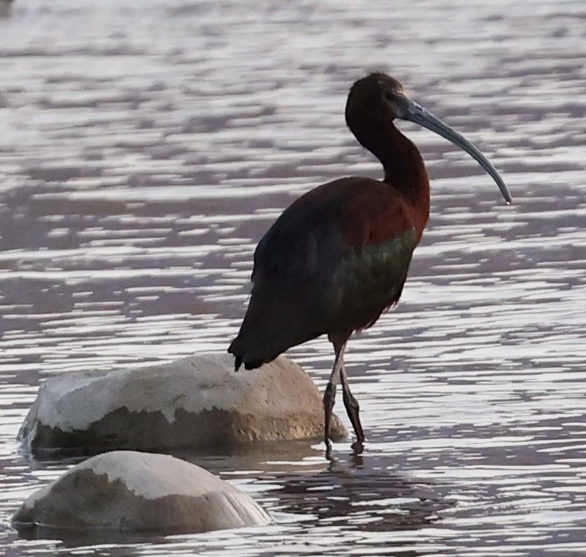 White-faced Ibis - ML621350355