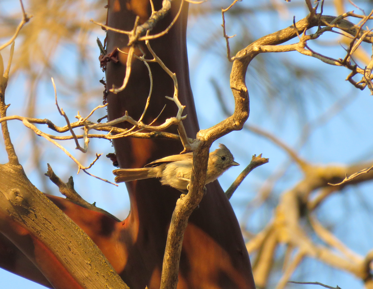 Oak Titmouse - ML621350359