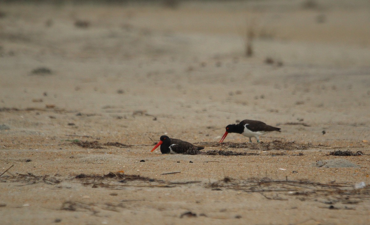 American Oystercatcher - ML621350399