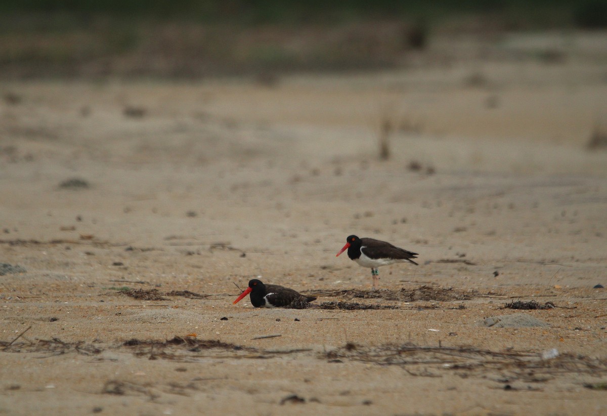 American Oystercatcher - ML621350400