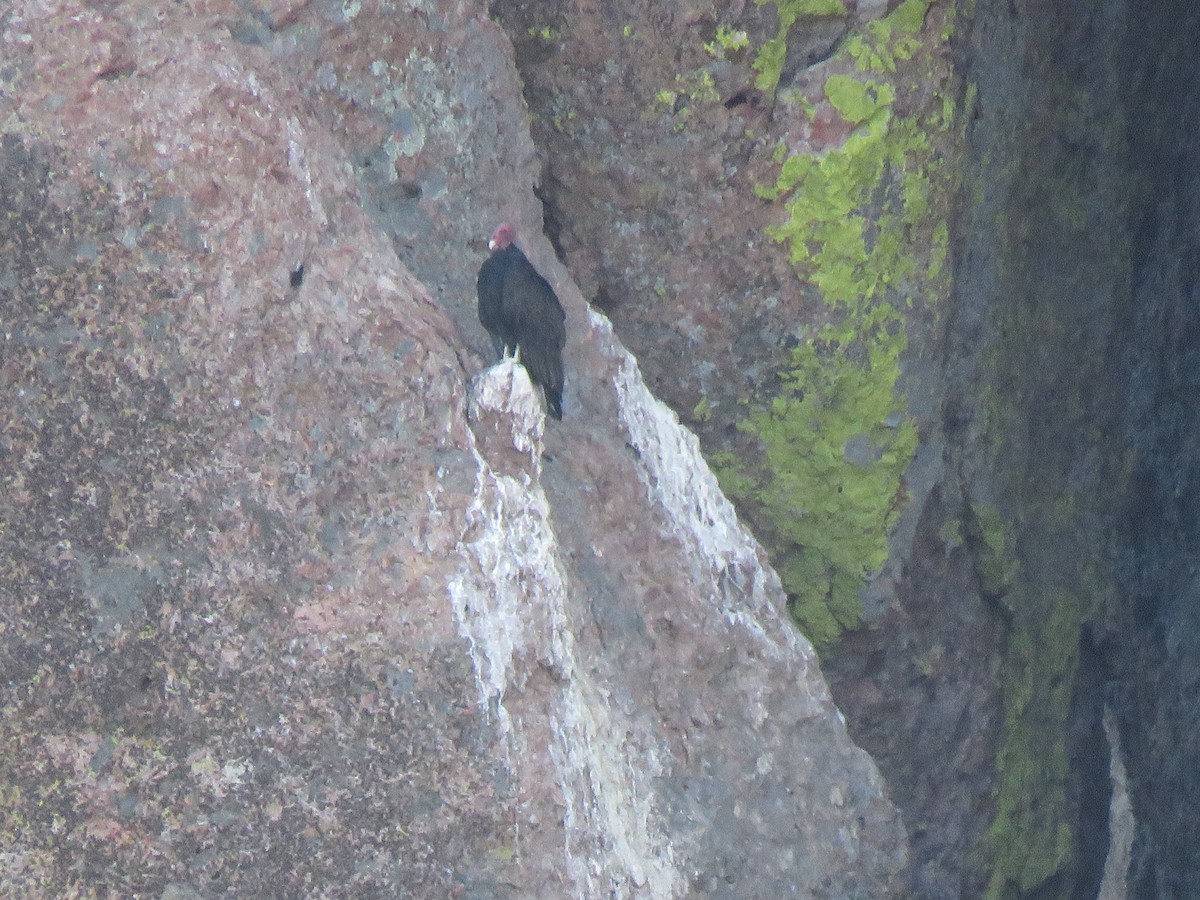 Turkey Vulture - Beniamino Tuliozi