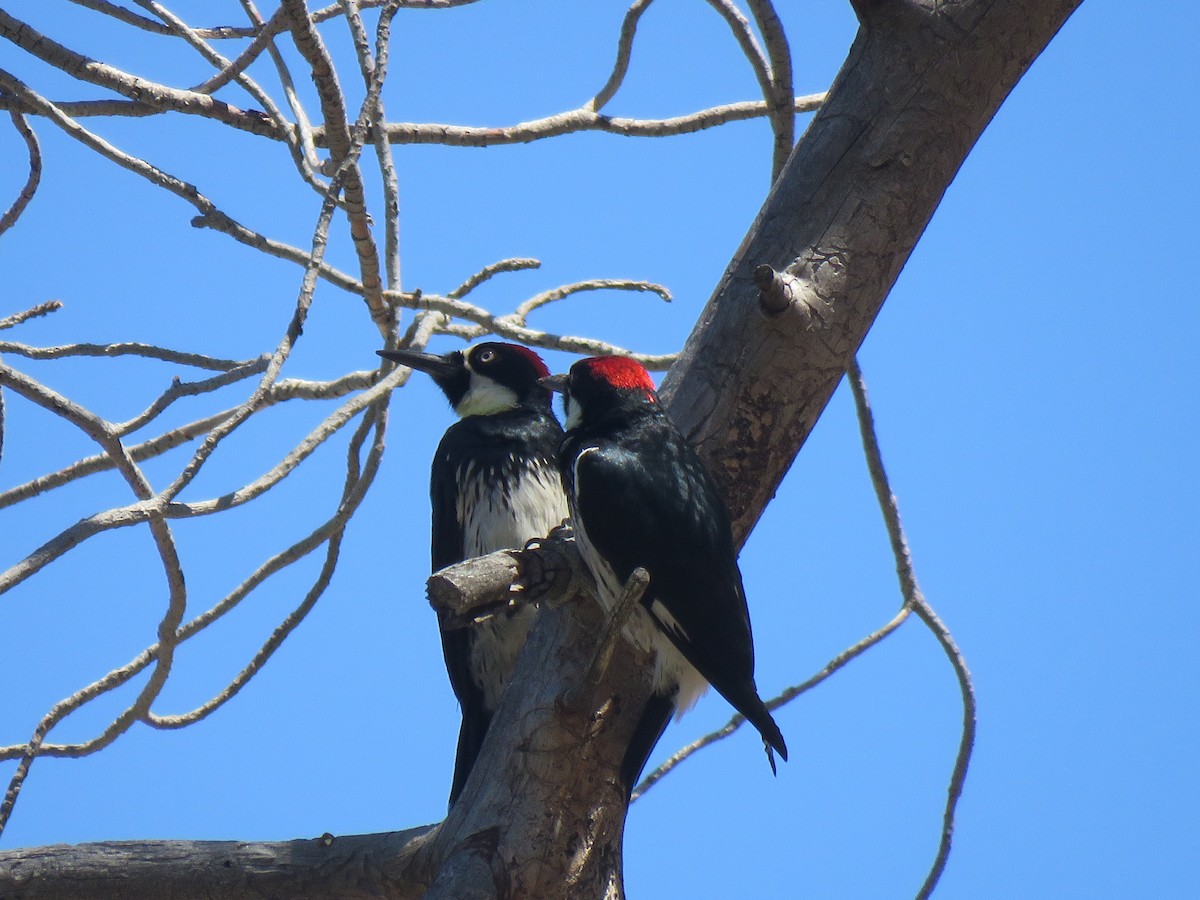 Acorn Woodpecker - Beniamino Tuliozi