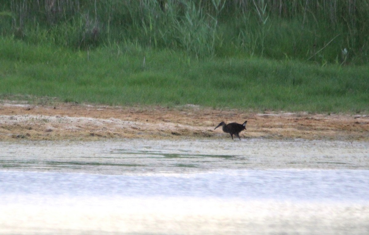 King Rail - ML621350442