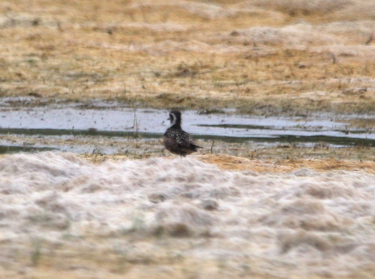 Pacific Golden-Plover - ML621350453
