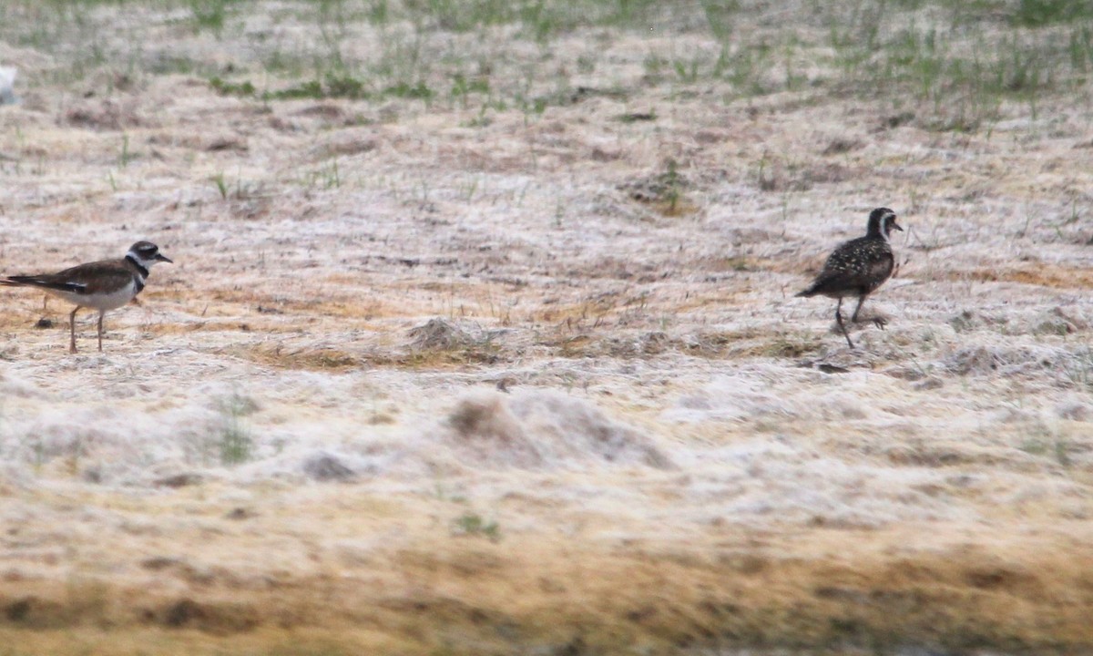 Pacific Golden-Plover - ML621350454