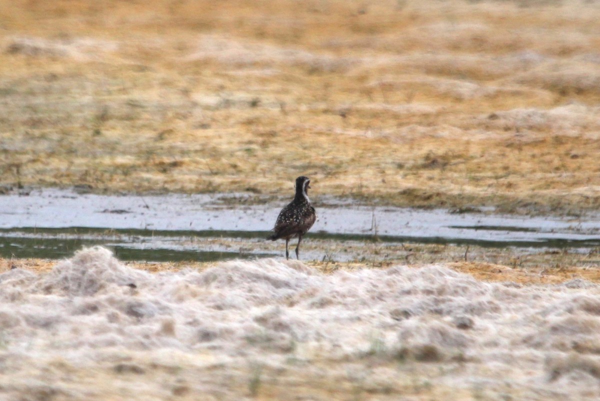 Pacific Golden-Plover - ML621350455