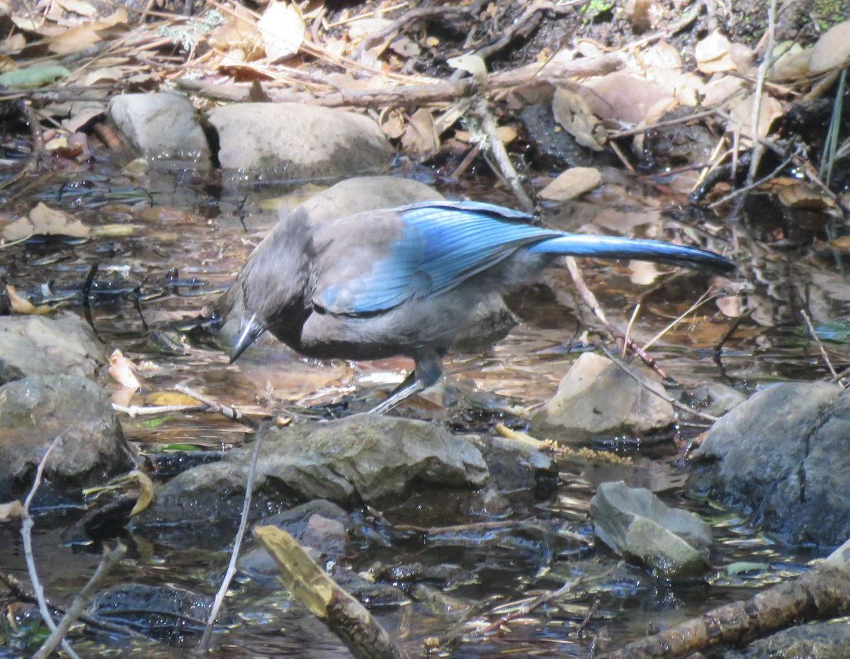 Steller's Jay - ML621350481