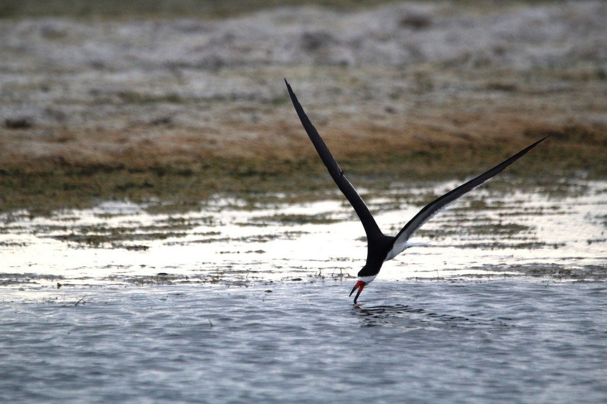 Black Skimmer - ML621350492