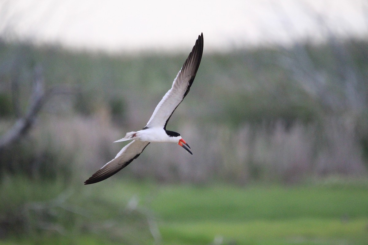 Black Skimmer - ML621350493