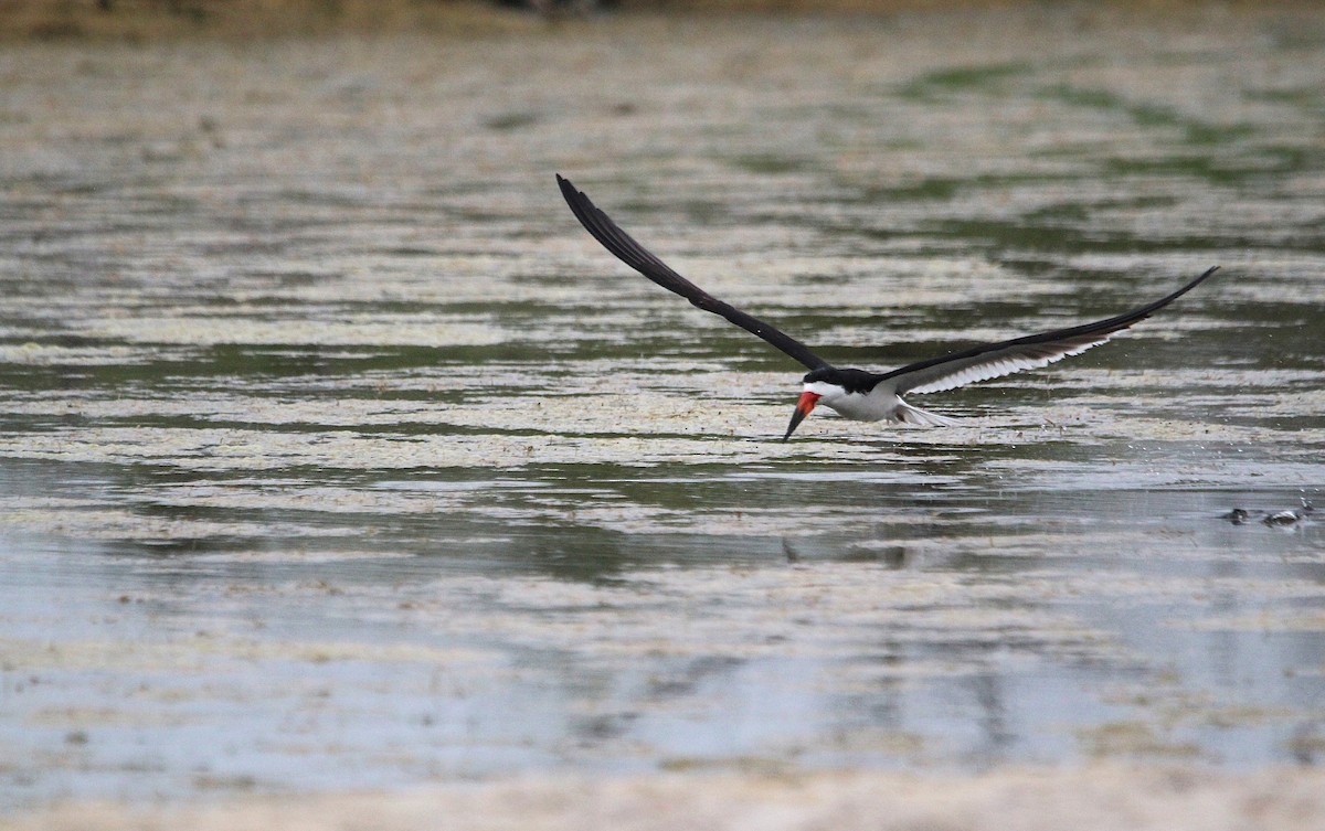 Black Skimmer - ML621350495