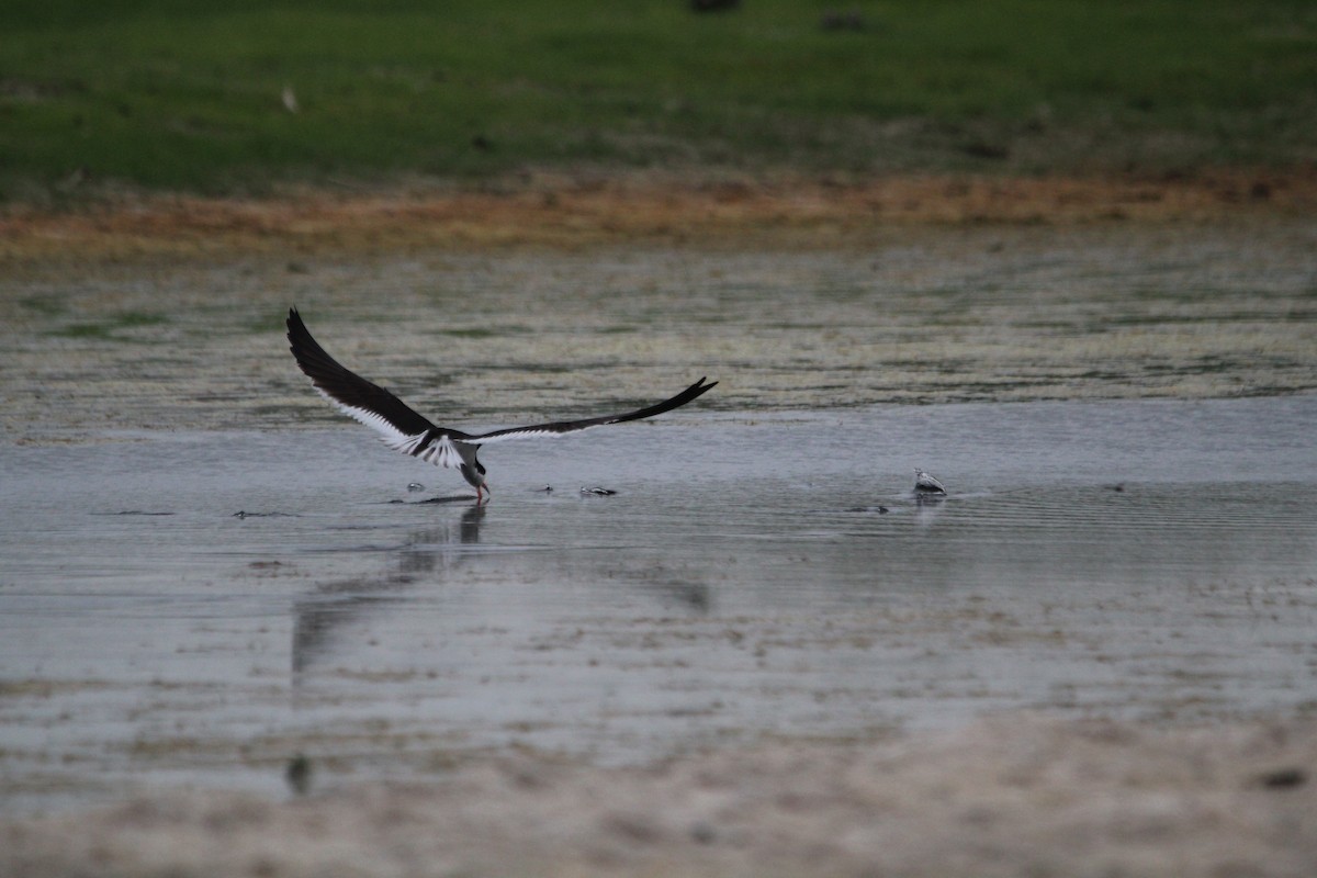 Black Skimmer - ML621350496