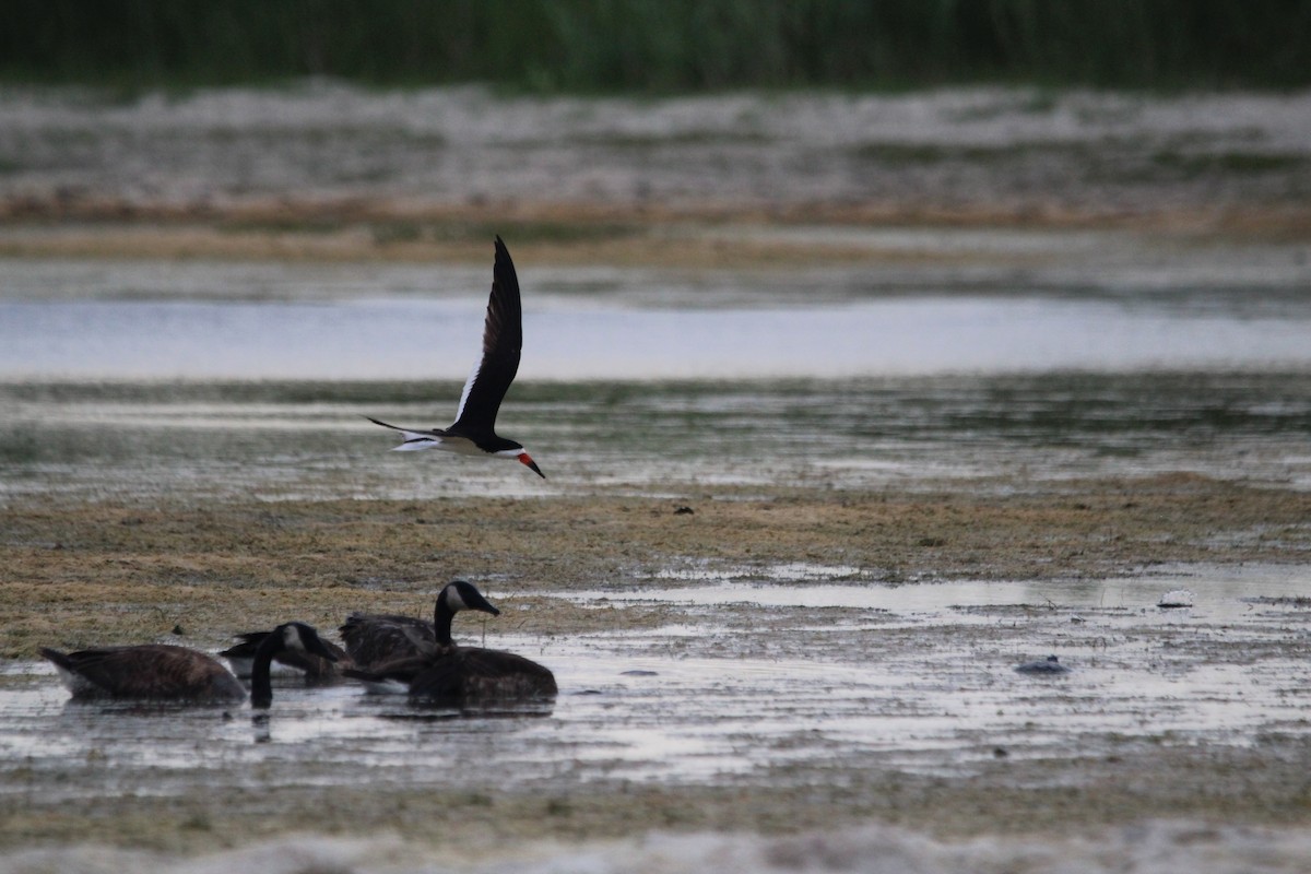 Black Skimmer - ML621350497