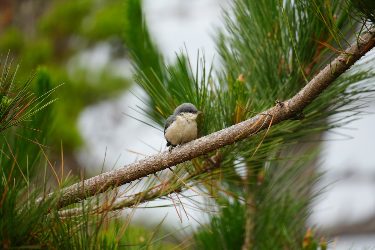 Pygmy Nuthatch - ML621350499