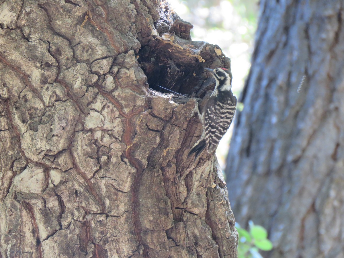 Nuttall's Woodpecker - ML621350504