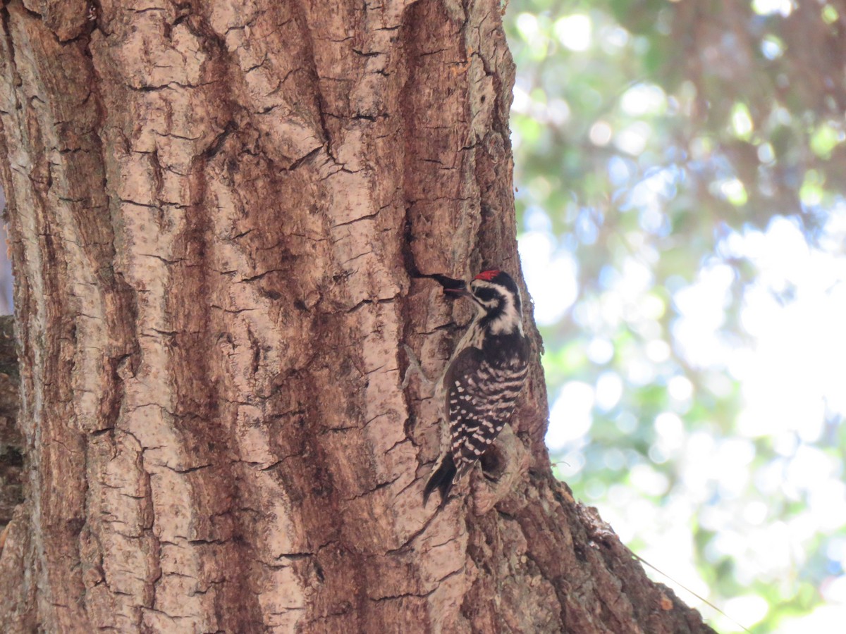 Nuttall's Woodpecker - ML621350507