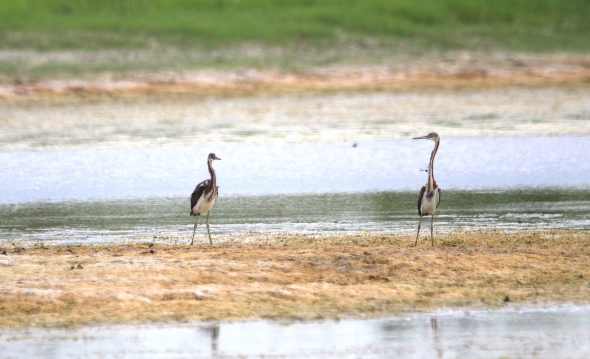 Tricolored Heron - ML621350508