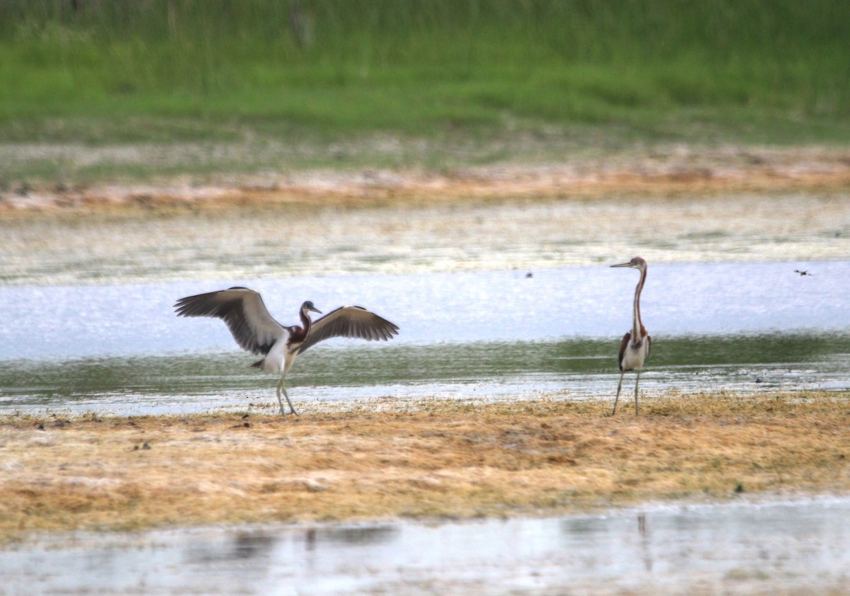 Tricolored Heron - ML621350509