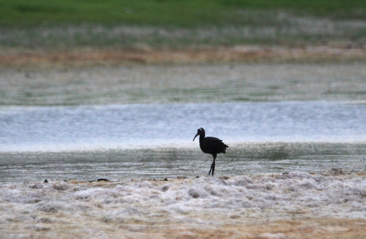 Glossy Ibis - ML621350526
