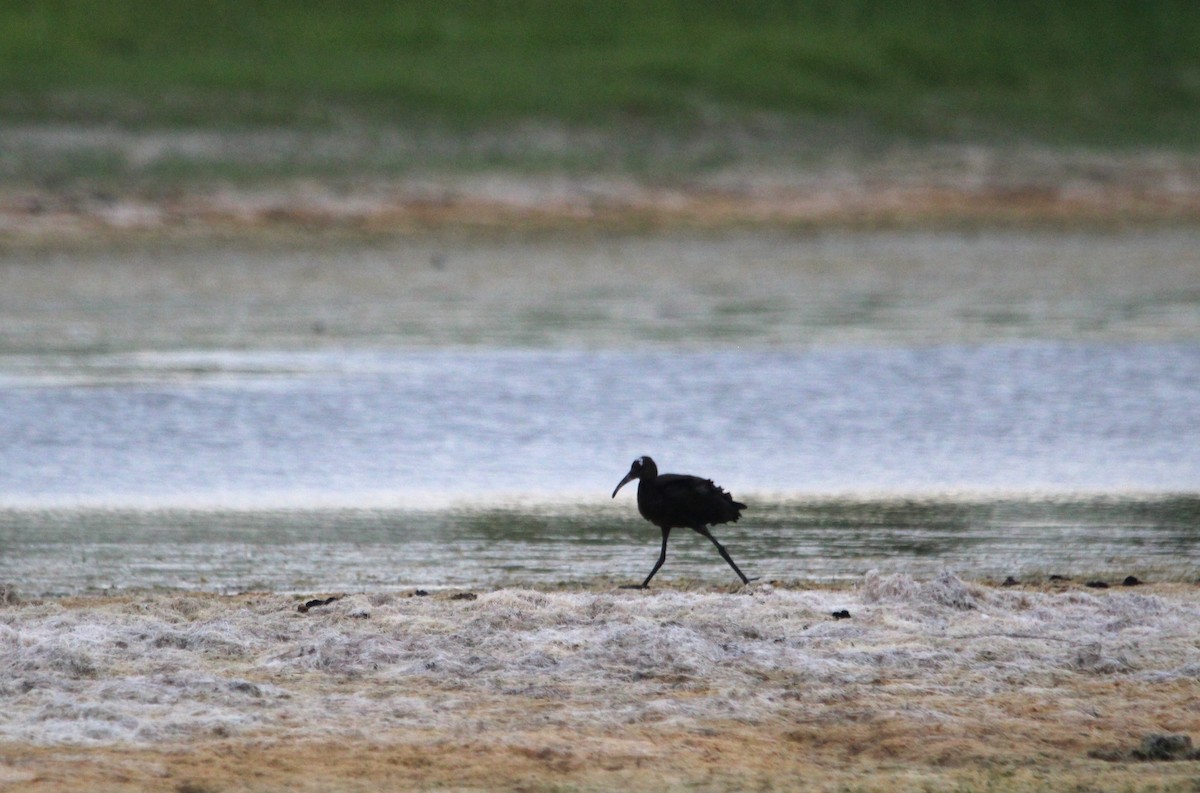 Glossy Ibis - ML621350527