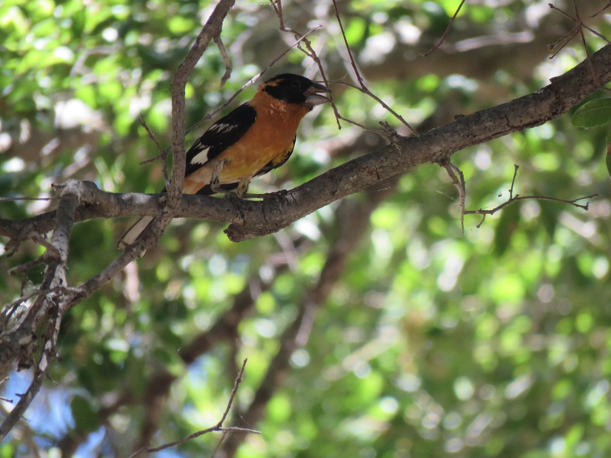 Black-headed Grosbeak - ML621350542