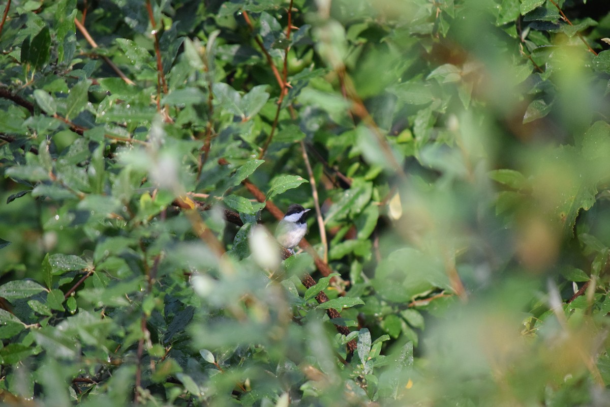 Carolina Chickadee - ML621350543