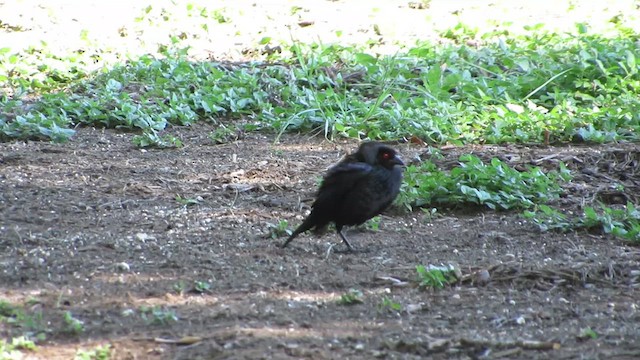Bronzed Cowbird - ML621350544
