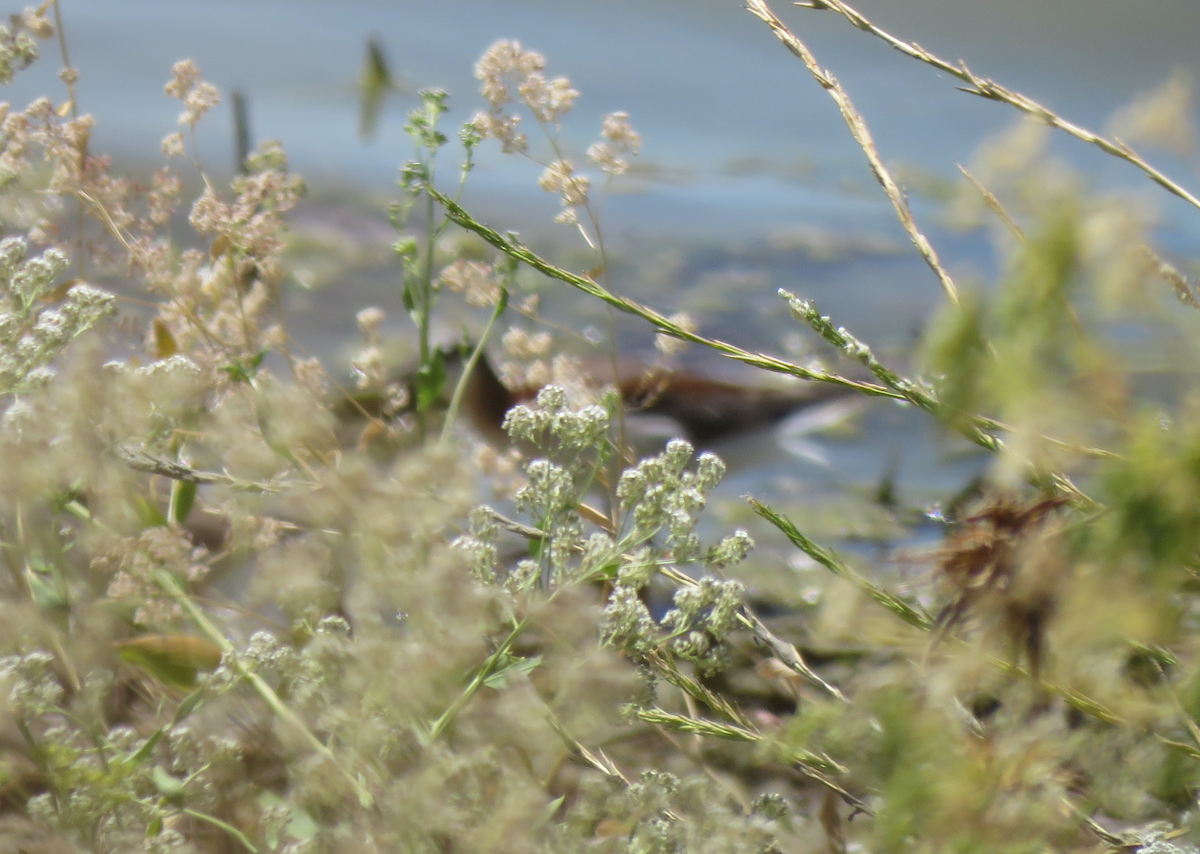 Wilson's Phalarope - ML621350584