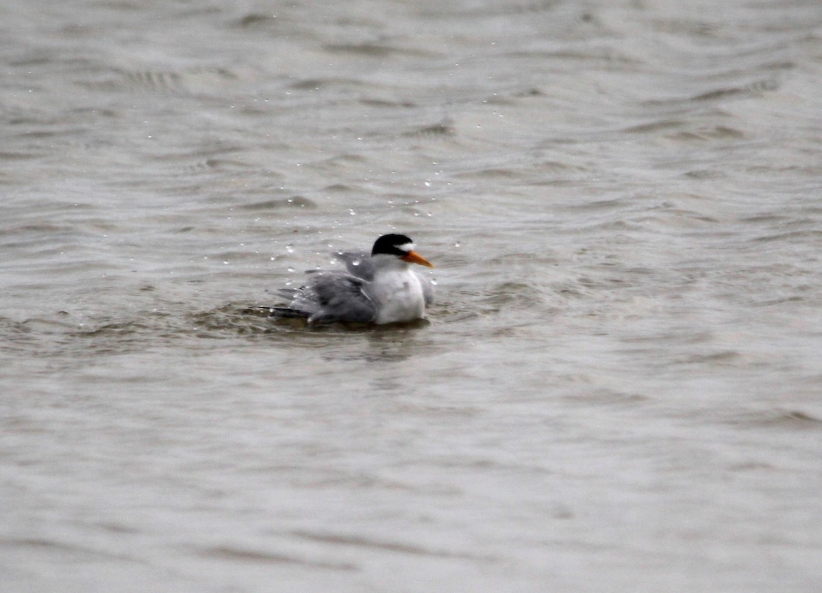 Least Tern - ML621350585