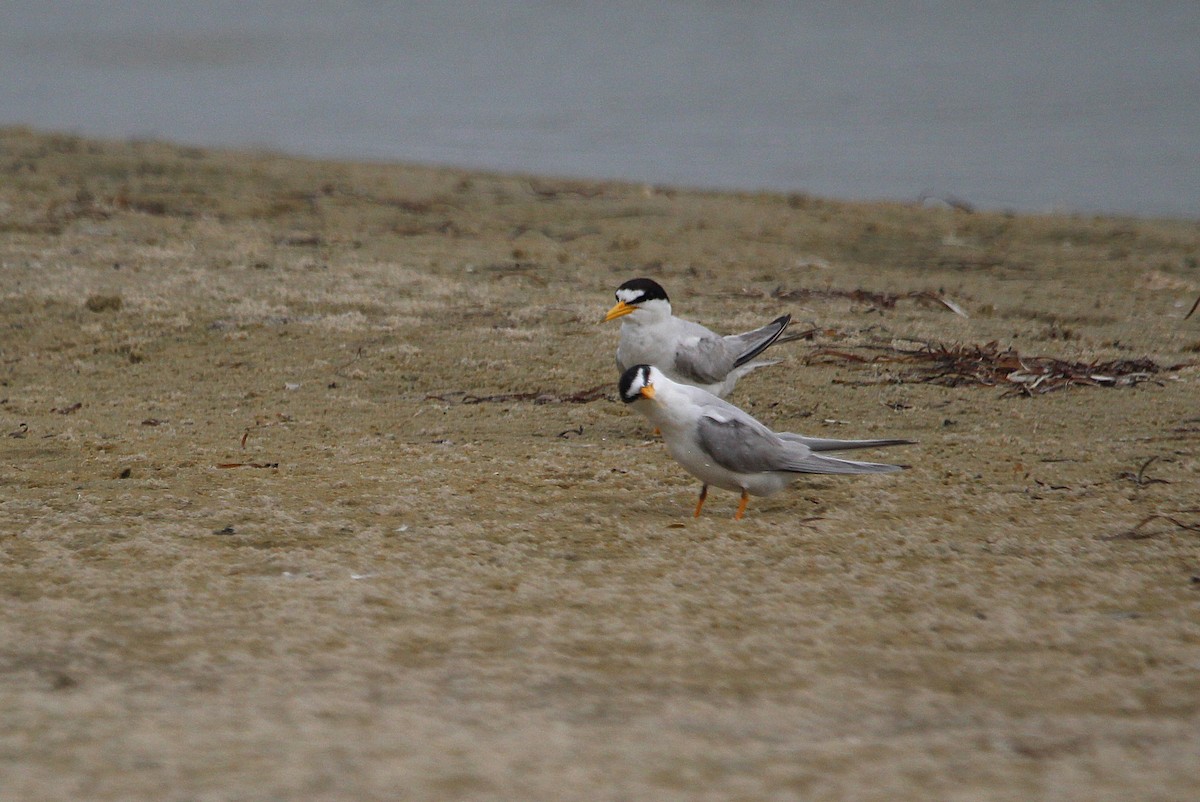 Least Tern - ML621350586