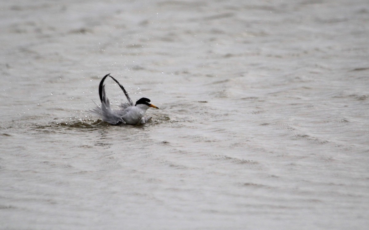 Least Tern - ML621350587