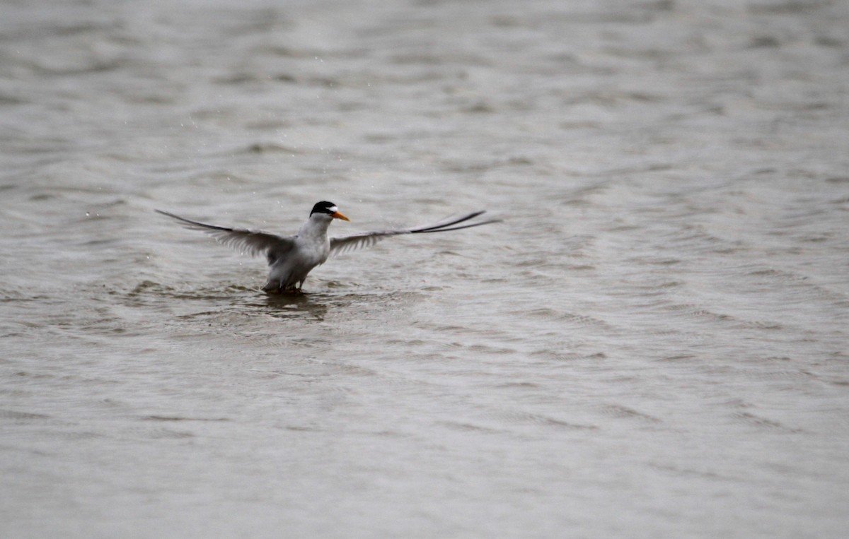 Least Tern - ML621350589